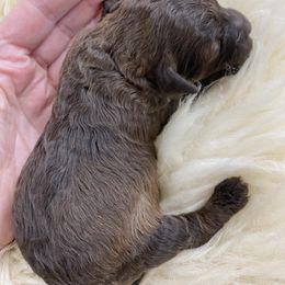 Chocolate Phantom female toy - Phantom female Poodle puppy in Niota, Tennessee from Furbaby Blessing AKC Toy Poodles