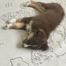 Australian Shepherd Puppies from Malin Family Aussies