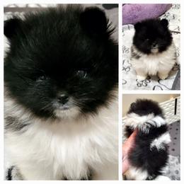 Parti Jill - Black parti female Pomeranian puppy in Forsyth, Illinois from Brenda's Pomeranians - Amazing Grace Pomeranians