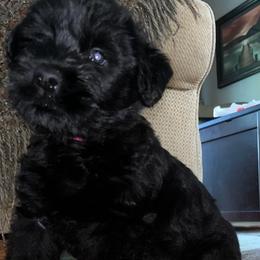 Oakley - Black female Giant Schnauzer puppy in Noblesville, Indiana from Stratton House Kennels