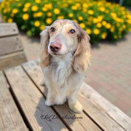 Ollie - Dachshund