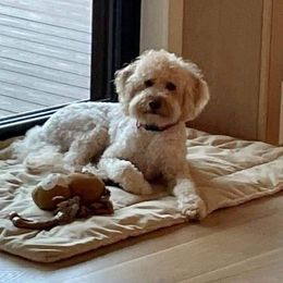 shandy - Goldendoodle