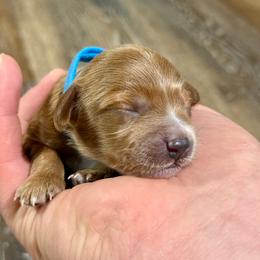 Hemlock (Hemmie) - Tri-color female Cavapoo puppy in Columbia, Missouri from Jorden’s Cavapoo’s