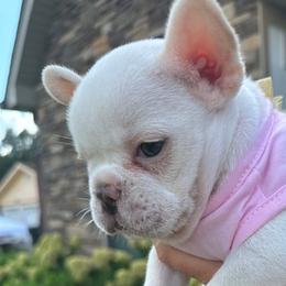Bulldog and French Bulldog Puppies from Jhuntfrenchies