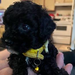 Ruby - Black female Poodle puppy in Circleville, Ohio from Toy Poodle Love