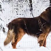 Leonbergers from Copper Moon Leonbergers