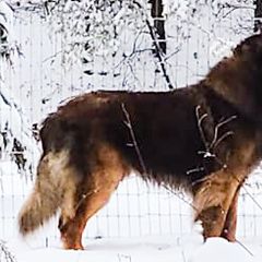 Leonbergers from Copper Moon Leonbergers