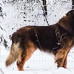Leonbergers from Copper Moon Leonbergers