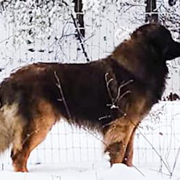 Leonbergers from Copper Moon Leonbergers