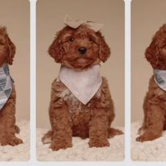 Goldendoodles from West U Doodles