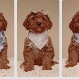 Goldendoodles from West U Doodles