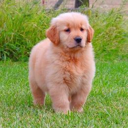 Golden Retriever Puppies from Priderock Golden Retrievers