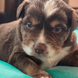 Snickers - Red tri male Miniature Australian Shepherd puppy in Boonville, New York from Amy & Dan's Awesome Aussies