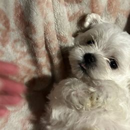 Cavapoos, Maltese, and Maltipoos from Family Doodles