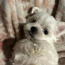 Cavapoos, Maltese, and Maltipoos from Family Doodles