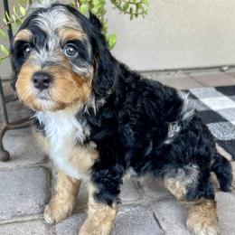 Bluey - Tri-color female Bernedoodle puppy in Superior, Arizona from Mountain Bridge Doodles
