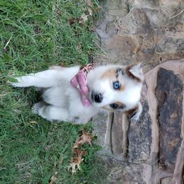 Australian Shepherd and Miniature Australian Shepherd Puppies from J&B Farms