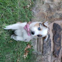 Australian Shepherd and Miniature Australian Shepherd Puppies from J&B Farms