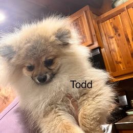 I - Lavender male Pomeranian puppy in Harrison, Michigan from Rashell's Puppies