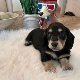 Tesla - Black and tan male Dachshund puppy in Menifee, California from Dachshunds in SoCal