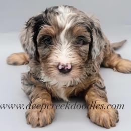 Bernedoodle Puppies from Deep Creek Doodles