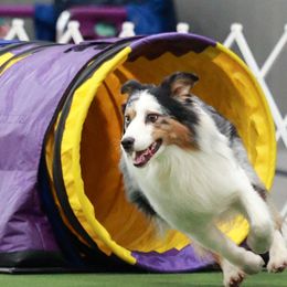 Australian Shepherds from Enroute Australian Shepherds