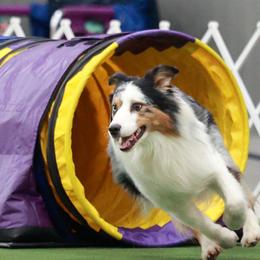 Australian Shepherds from Enroute Australian Shepherds