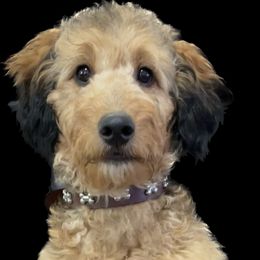 Rockie - Bernedoodle