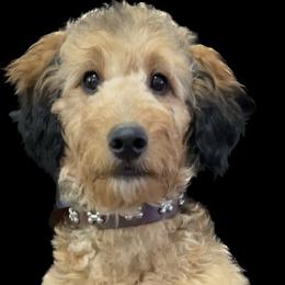 Rockie - Bernedoodle