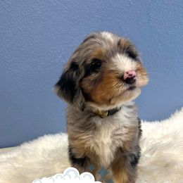 Juniper - Merle female Bernedoodle puppy in Waco, Texas from Doodles of Your Dreams (formerly Texana Doodles)