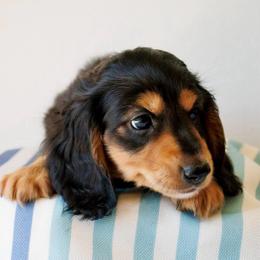 Black and Tan Long-Haired Boy - Black and tan male Dachshund puppy in Burkesville, Kentucky from Bline’s Awesome Aussies & Doxies at the Bline Family Farm