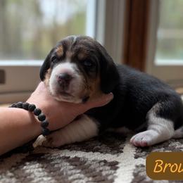 Brown Boy - Black tan and white male Beagle puppy in Grantsville, Maryland from Fable & Fern Beagles