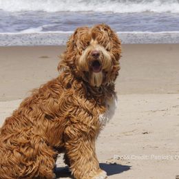 Australian Labradoodle All Grown Up from Sweet Tea Australian Labradoodles