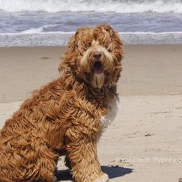 Australian Labradoodle All Grown Up from Sweet Tea Australian Labradoodles