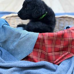 Cobbler - Black male Goldendoodle puppy in Beech Bluff, Tennessee from White Oak Kennel