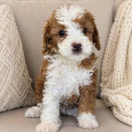 Prince - Red male Bernedoodle puppy in Yuciapa, California from AlltheDoodlez_