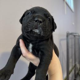 Red collar - Black male Cane Corso puppy in Rochester, New York from Forbidden Fruits Kennels
