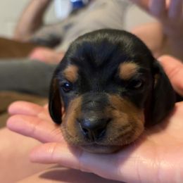 Dachshund Puppies from Cammy’s Dashing Doxies