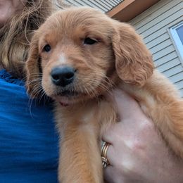 Rhubarb (female 7) - Dark golden female Golden Retriever puppy in Wendell, Minnesota from Floden Farm Golden Retrievers