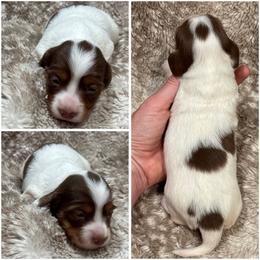 Kiss AKC - Chocolate and tan female Dachshund puppy in Osage, Oklahoma from Vandruff Creek Mini Dachshunds