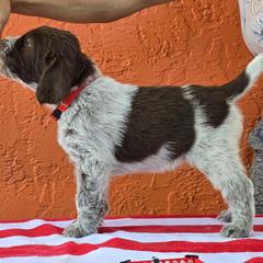 Leonberger and Spinone Italiano Puppies from Starfire Leonbergers and Spinone Italiano