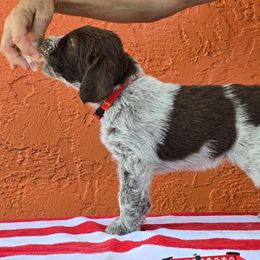 Leonberger and Spinone Italiano Puppies from Starfire Leonbergers and Spinone Italiano