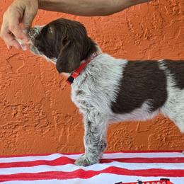 Leonberger and Spinone Italiano Puppies from Starfire Leonbergers and Spinone Italiano
