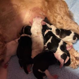 Cocker Spaniel Puppies from Middle Ga Cockers