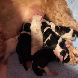 Cocker Spaniel Puppies from Middle Ga Cockers