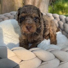 Cinnamon Toast Crunch - Chocolate merle male Bernedoodle puppy in Rose Hill, North Carolina from Red Door Canines