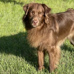Australian Shepherds from Danuser Aussie Ranch