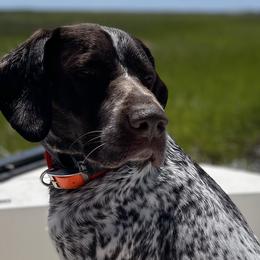 German Shorthaired Pointers and Labrador Retrievers from Wayalife Labradors & Gsp’s