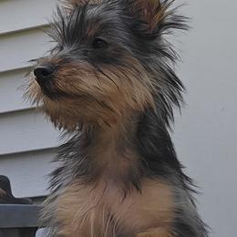 Silky Terrier Puppies from Brawley's Beautiful Babies