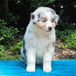 Martini boy 3 - Blue merle male Australian Shepherd puppy in Maryland from Lake Shore Australian Shepherds